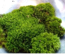 Large Live Moss Assortment for Terrarium Vivarium Fairy Garden 9"x12" Bag