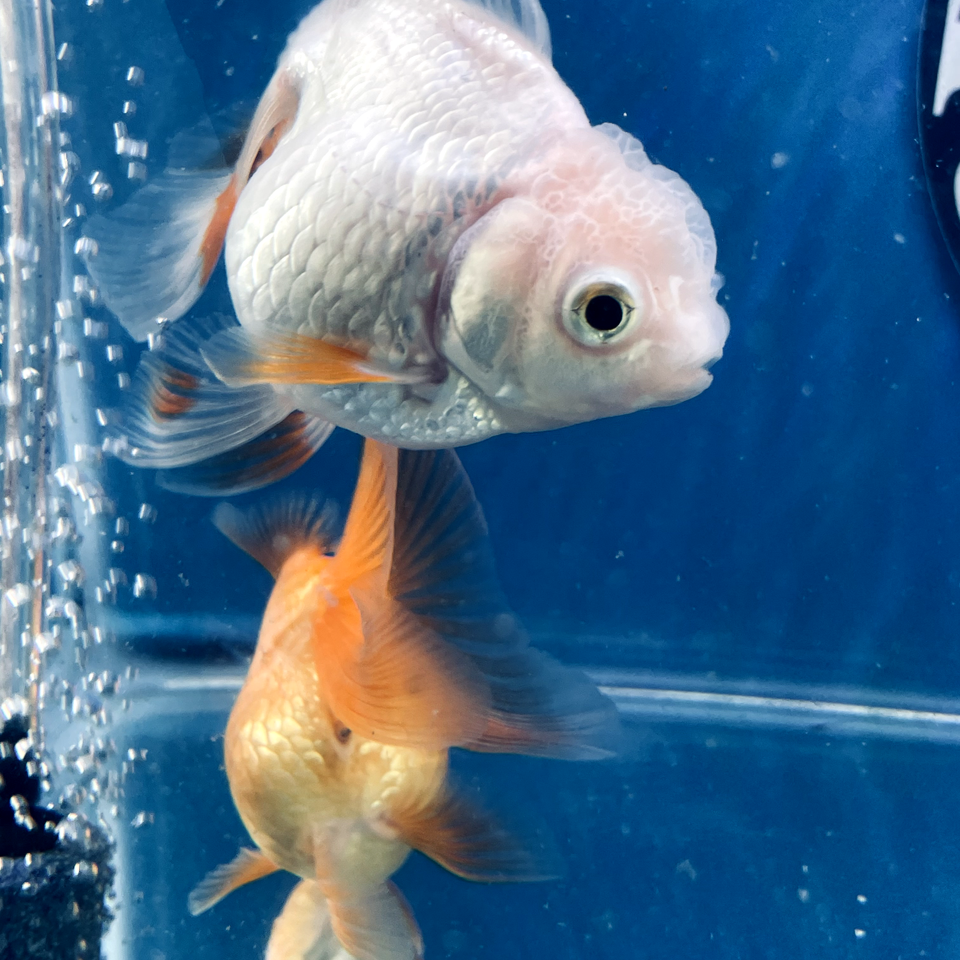 Thai oranda goldfish Two Live Fish ( Pack 2 ) Size 3 + inches Juven | eBay
