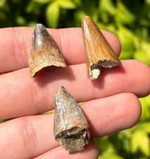 Madagascar Fossil Crocodile Teeth LOT OF 3 Mahajangasuchus Cretaceous Croc