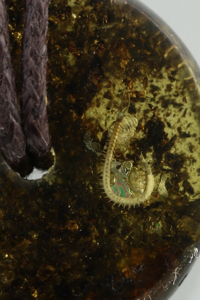 Colgante Cuerda Fósil TIERRA CIEMPIÉS Genuino ÁMBAR BÁLTICO Unisex 3g 211006-4 Foto 3 de 4