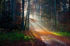 Landscape sun rays forest fall path leaves trees grass Custom Gaming Mat Desk