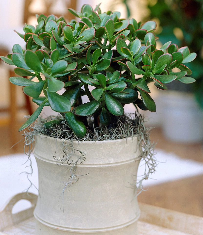 Geldbaum Crassula, 1 Pflanze Zimmerpflanze pflegeleicht Zimmerpflanze - Bild 3 von 4