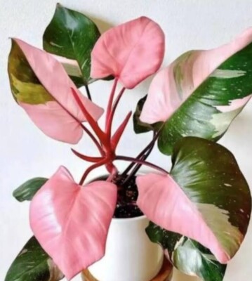 Philodendron Pink Princess Marble   Jungpflanze