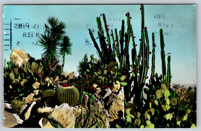 c1920s Jardin Exotique de Monaco Exotic Garden Cactus Vintage Postcard