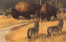 BOB KUHN - Buffalo - The Wolves Close in - 17x22 Sporting Print HUNTING BIG GAME