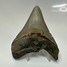 Megalodon Shark Tooth 3.64 Inch - Unique - Wide Fossil - Authentic Teeth 20569
