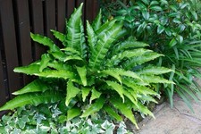 Hart’s Tongue Fern, Asplenium scolopendrium  2 Mature Plants, 