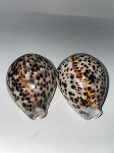 2 Vintage  Tiger Cowrie Cypraea  Leopard Pattern Seashell  3 1/8” Or 80 mm Long