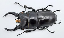 Lucanidae, Prosopocoilus spencei spencei, telodont, A1, 48+ mm, XL, #LP574