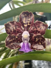 Papilionanda James Craig Adamson x V. Abrosian Discovery - New Hybrid, Fragrant