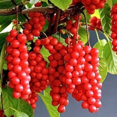 5 cutting self-pollinating Schisandra chinensis Limonnik Wu Wei Zi Magnolia vine