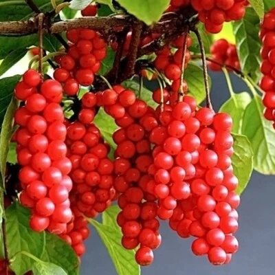 5 cutting self-pollinating Schisandra chinensis Limonnik Wu Wei Zi Magnolia vine