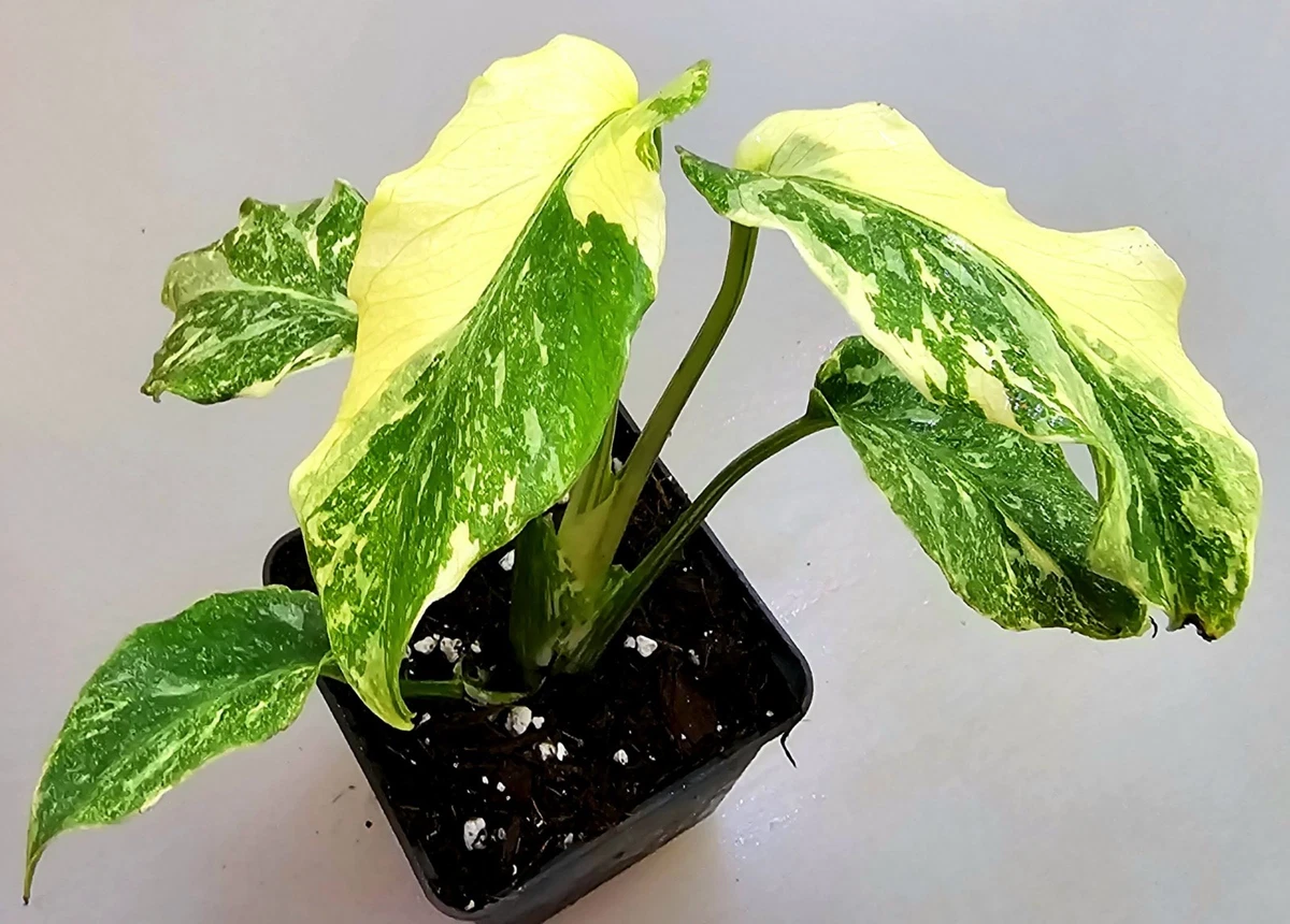 Monstera Stecklinge Pflanzen, Zimmerpflanzen online kaufen | eBay.de