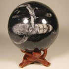 2.7" ORTHOCERAS Fossil Sphere Ball w/ Stand - Morocco - 69mm - 1 lb. — photo 1