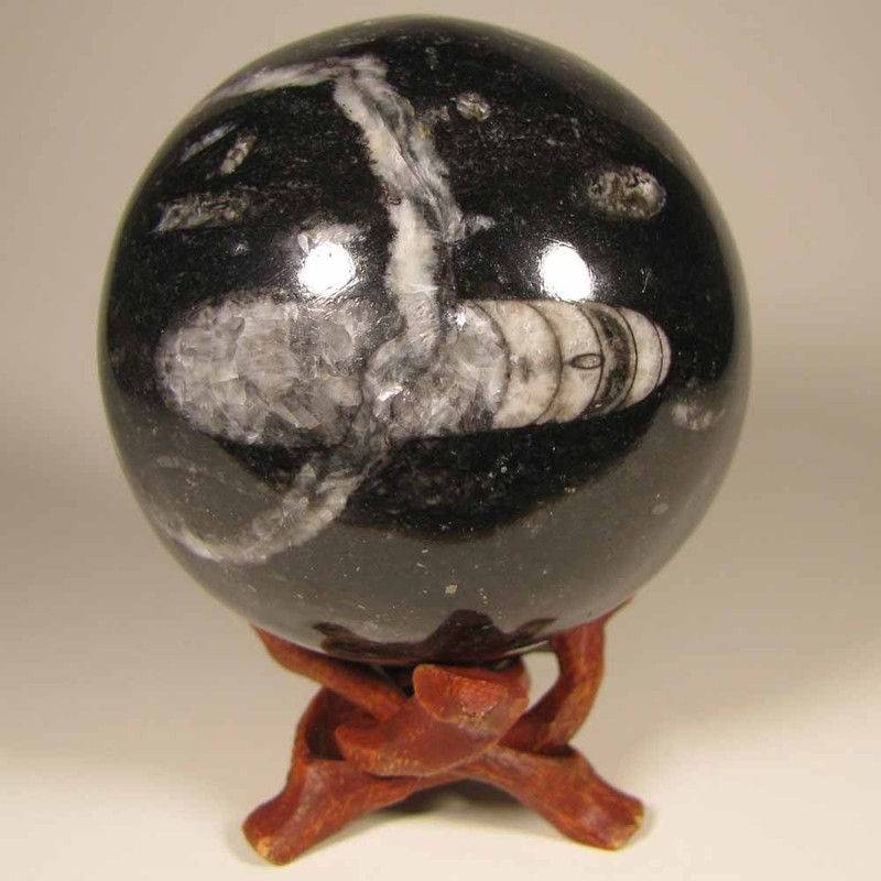 2.7" ORTHOCERAS Fossil Sphere Ball w/ Stand - Morocco - 69mm - 1 lb.