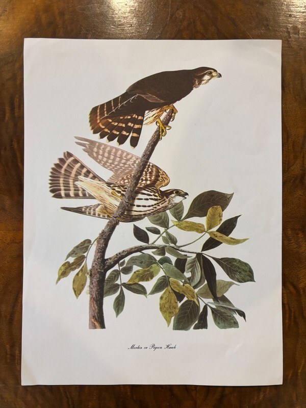 Audubon Birds of American Merlin or Pigeon Hawk Print Roger Tory Peterson 1966