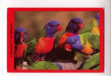 Tip Top Bread Australia - Rainbow Lorikeets