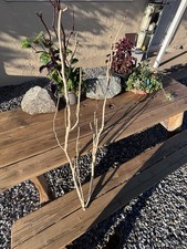 Large Manzanita Driftwood