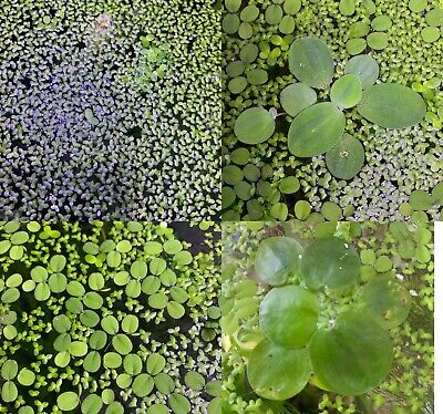 Buy Floating Plants Combo (Duckweed, Water Lettuce, Amazon Frogbit, Water Spangles)