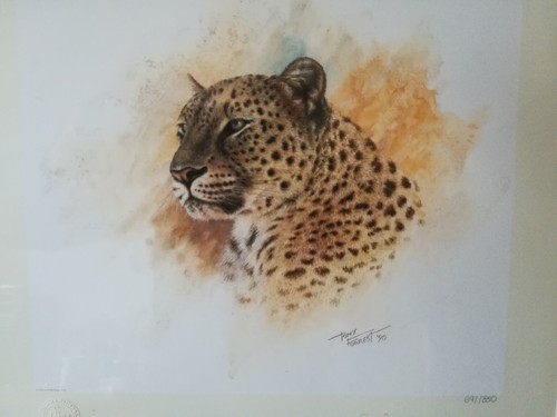 LEOPARD PRINT BY TONY FORREST GLAZED FRAME. Ltd edition 697/850. - Picture 2 of 4