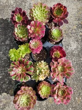Imported  aeonium mixed succulent 15 pots mixed (at least 8 diff verities)