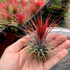 Ionantha Red Air Plant Beautiful Deep Red Color Tillandsia
