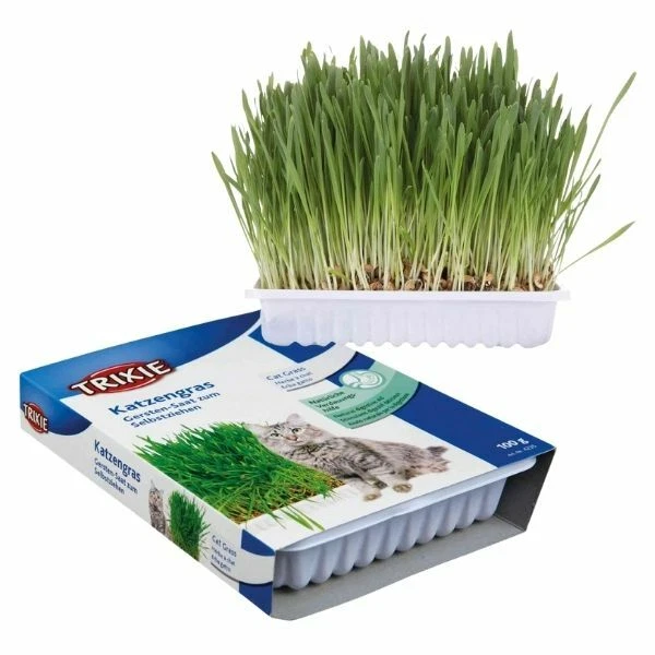 Cat grass deals seeds