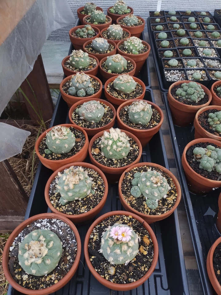  Cactus raros. Semilla cultivada, floración y fructificación Foto 2 de 4