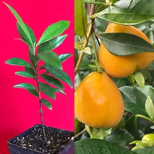 Eugenia Luschnathiana PITOMBA Potted PLANT Fruit Starter Pot Tree 4-6"