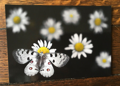 Widlife Photograph Of The Year: Apollo landing Official Exhibition Card
