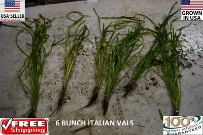 6 bunches Italian Spiralis vals plants Easy Aquarium aquascaping planted tank