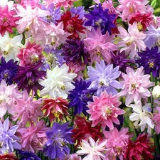 3 x MIXED Aquilegia Barlow Columbine 1 ltr pots Free