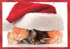 3 Sleeping Kittens Underneath Santa Hat Cute Cat Box of 12 Christmas Cards