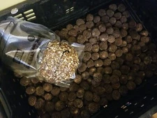 Eastern American Black Walnut Peices