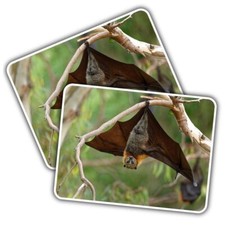 2x Vinyl Sticker Grey Headed Flying Fox Bat #51100