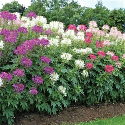 200 Seeds - Cleome 'White Queen' Spider Flower Seeds For Pollinators (USA, Non-GMO)