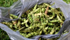 25 Gandules seeds, Pigeon Peas, Cajanus Cajan, High Quality seeds, NON-GMO