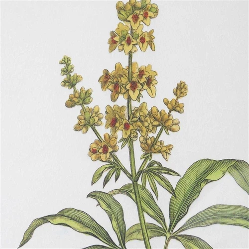 Uttermost Wildflower Study Plastic Paper Prints in Brown/Green/White (Set of 4) - Picture 5 of 7