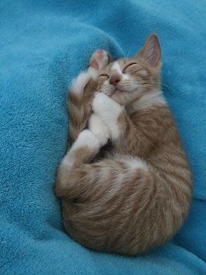 HELP KITTEN AMBER RECEIVE PRINT ACEO COLOR PHOTO FREYAS CAT RESQ Sanctuary