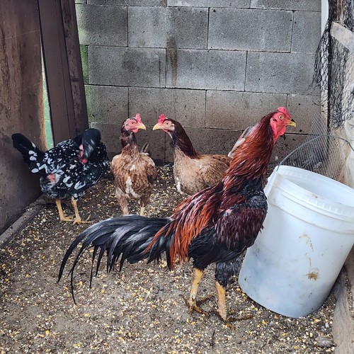 hatching eggs chicken. 10 Shamo Aseel eBay