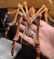 MINT Hiya Godzilla x Kong TNE Scylla Action Figure SAME DAY USA SHIPPING