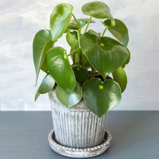 Compact Peperomia Raindrop | Teardrop Peperomia for Sale | Ideal House Plant