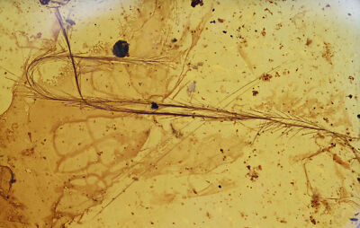 Rare Aves Bird Feathers, Fossil insect inclusion in Burmese Amber