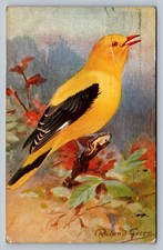 POSTCARD - BIRD - GOLDEN ORIOLE - ROAND GREEN - POSTED 1927