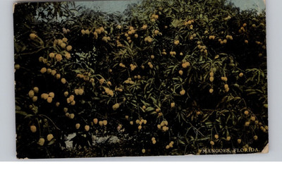 Mango Trees, Florida Postcard