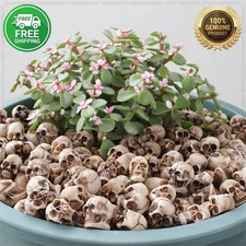 20Pcs Mini Skeleton Head Small Mini Skulls Same Day    