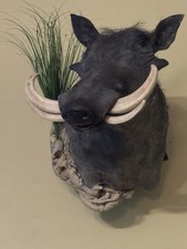 South African Warthog Mount - Taxidermy Africa