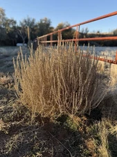Wild West Wyoming Authentic Tumbleweed Tumble Weeds Tumbleweeds. Extra Large