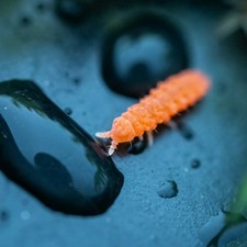 Orange Springtails   Lobella sp.   Live Culture   Bioactive Cleanup Crew - RARE