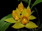 Lycaste cruenta BLOOMING SIZE, MEXICAN, FRAGRANT, ORCHID SPECIES — photo 1